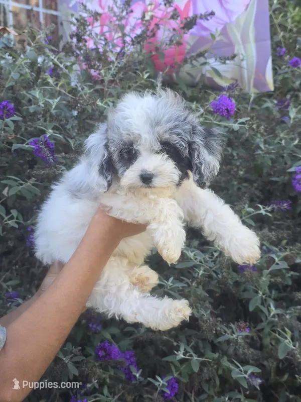Milo – Cockapoo puppy for sale in Short Pump, VA