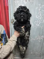 Blaze, a male Cockapoo for sale in Short Pump, VA – Photo 2 of 2