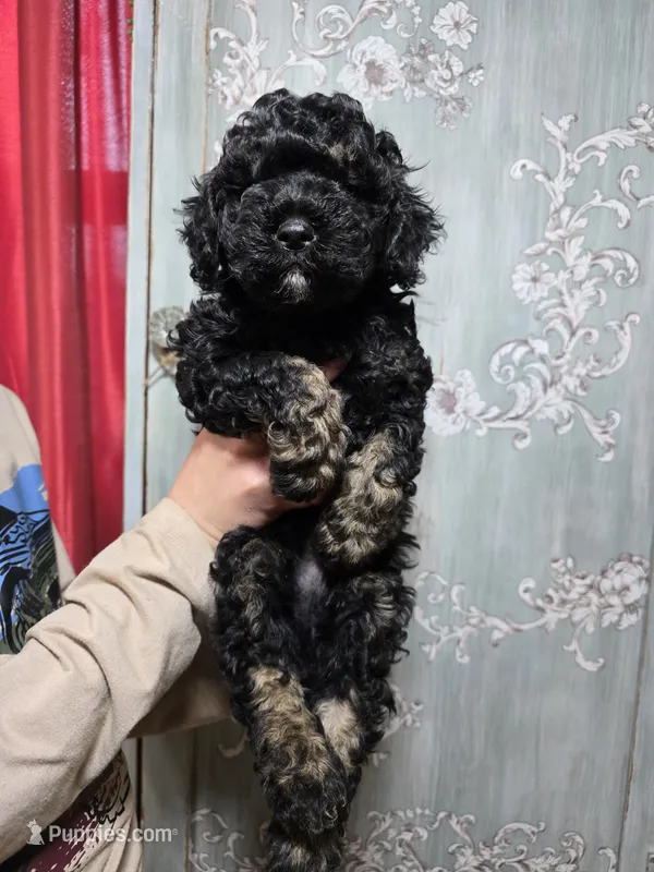 Blaze, a male Cockapoo for sale in Short Pump, VA – Photo 1 of 2