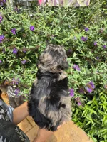 Storm, a male Miniature Goldendoodle for sale in Short Pump, VA – 3 of 3
