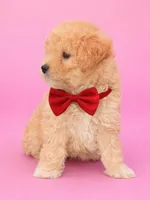 Princess , a male Poodle - Miniature  for sale in Short Pump, VA – Photo 1 of 2