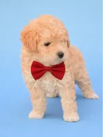 Princess , a male Poodle - Miniature  for sale in Short Pump, VA – Photo 2 of 2