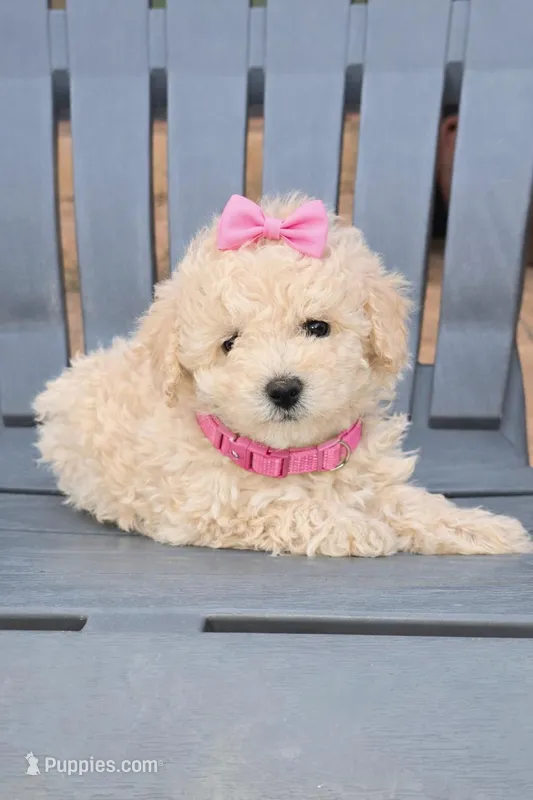 Princess  – Poodle - Miniature  puppy for sale in Short Pump, VA