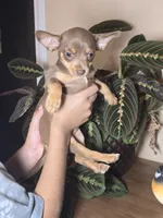 Duchess, a female Chihuahua for sale in Short Pump, VA – 2 of 2