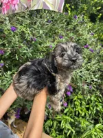 Storm, a male Miniature Goldendoodle for sale in Short Pump, VA – 2 of 3