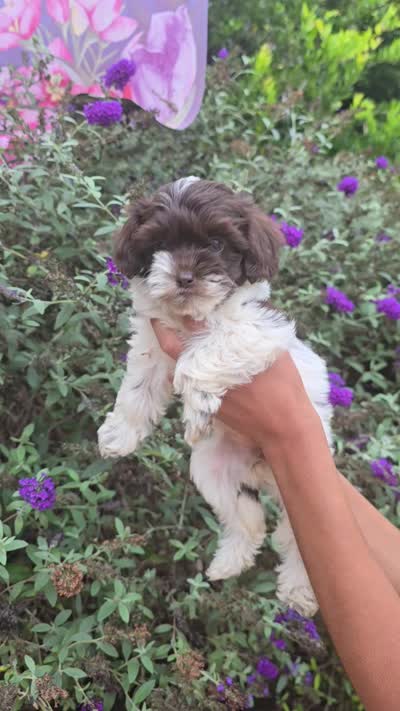 Molly, a female Cockapoo for sale in Short Pump, VA – 2 of 2