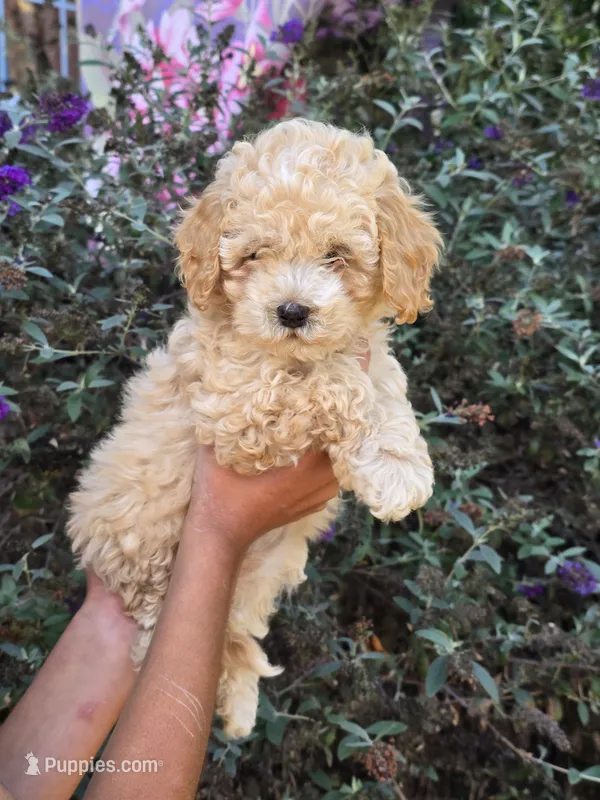 Maple – Cockapoo puppy for sale in Short Pump, VA