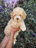 Maple, a female Cockapoo for sale in Short Pump, VA – 1 of 2