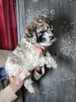 Freya, a female Cockapoo for sale in Short Pump, VA – Photo 2 of 2