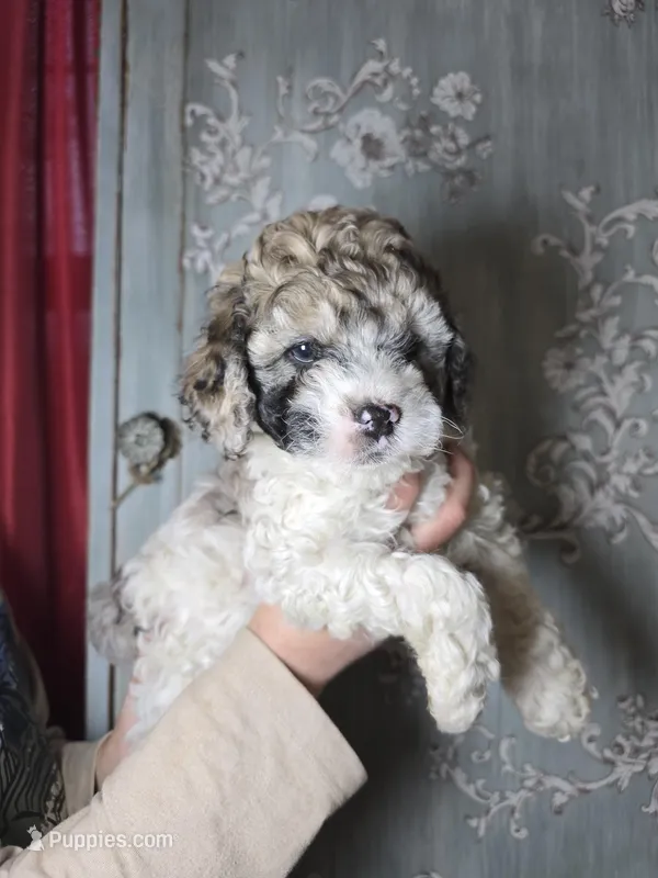 Freya, a female Cockapoo for sale in Short Pump, VA – Photo 1 of 2