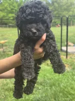 Solid Black male 2, a male Miniature Goldendoodle for sale in Short Pump, VA – 1 of 3