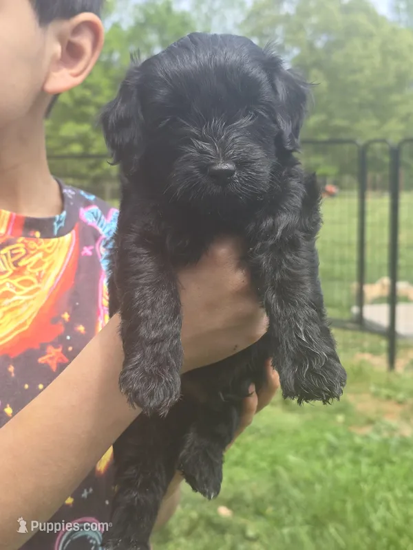 Solid black male 4  – Miniature Goldendoodle puppy for sale in Short Pump, VA