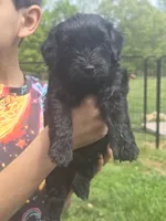 Solid black male 4 , a male Miniature Goldendoodle for sale in Short Pump, VA – 1 of 2