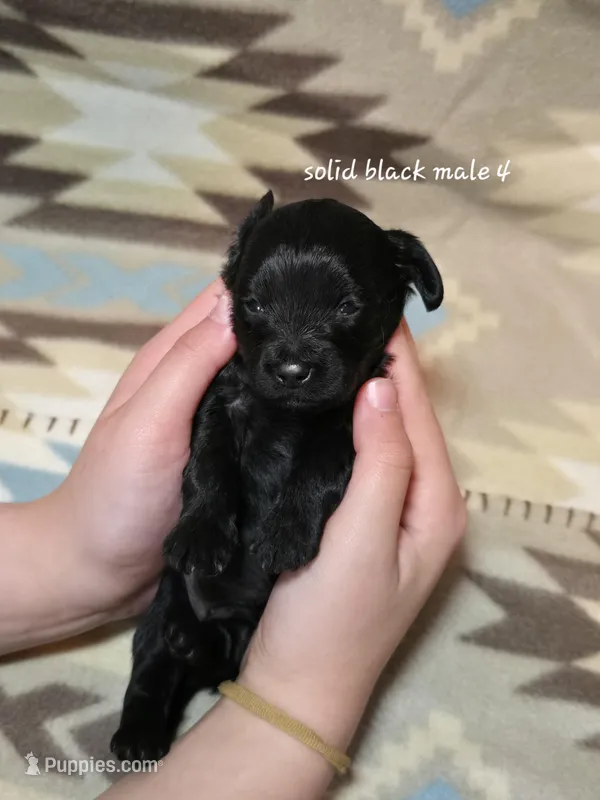 Solid black male 4  – Miniature Goldendoodle puppy for sale in Short Pump, VA