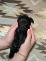 Solid black male 4 , a male Miniature Goldendoodle for sale in Short Pump, VA – 2 of 2