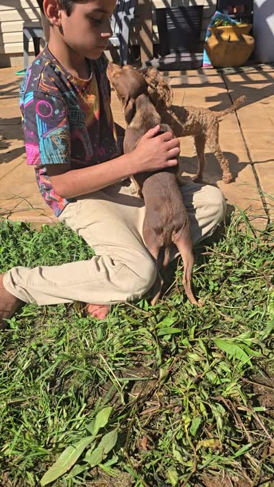 Blue, a male Chihuahua for sale in Short Pump, VA – 3 of 3