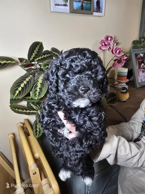 Molly, a female Cockapoo for sale in Short Pump, VA – Photo 1 of 4