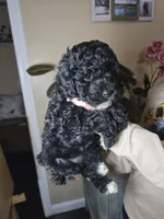 Molly, a female Cockapoo for sale in Short Pump, VA – Photo 2 of 4