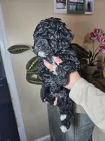 Molly, a female Cockapoo for sale in Short Pump, VA – Photo 4 of 4