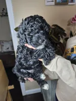 Molly, a female Cockapoo for sale in Short Pump, VA – Photo 3 of 4