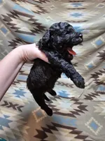 Solid Black male 2, a male Miniature Goldendoodle for sale in Short Pump, VA – Photo 2 of 2