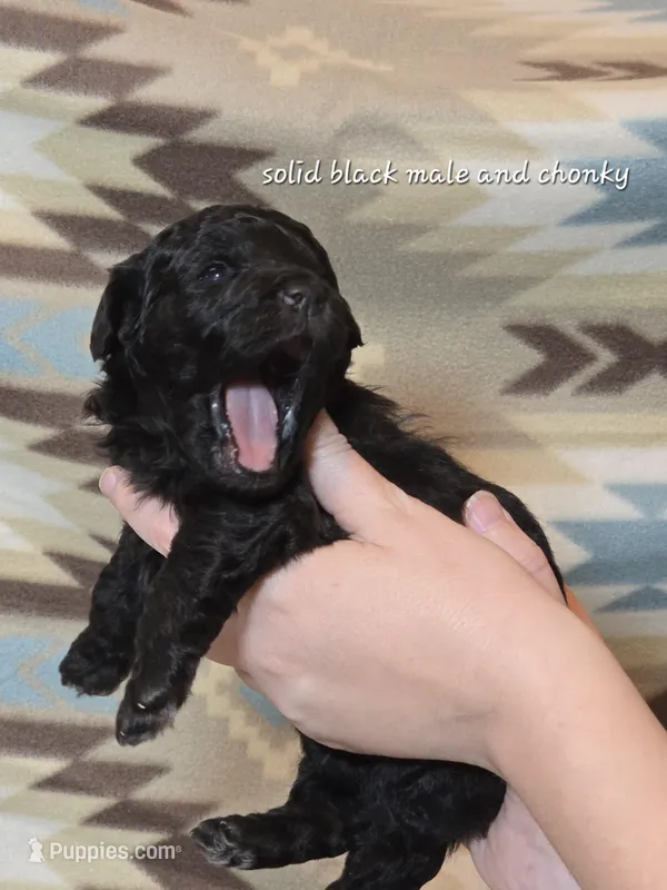 Solid Black male 2 – Miniature Goldendoodle puppy for sale in Short Pump, VA