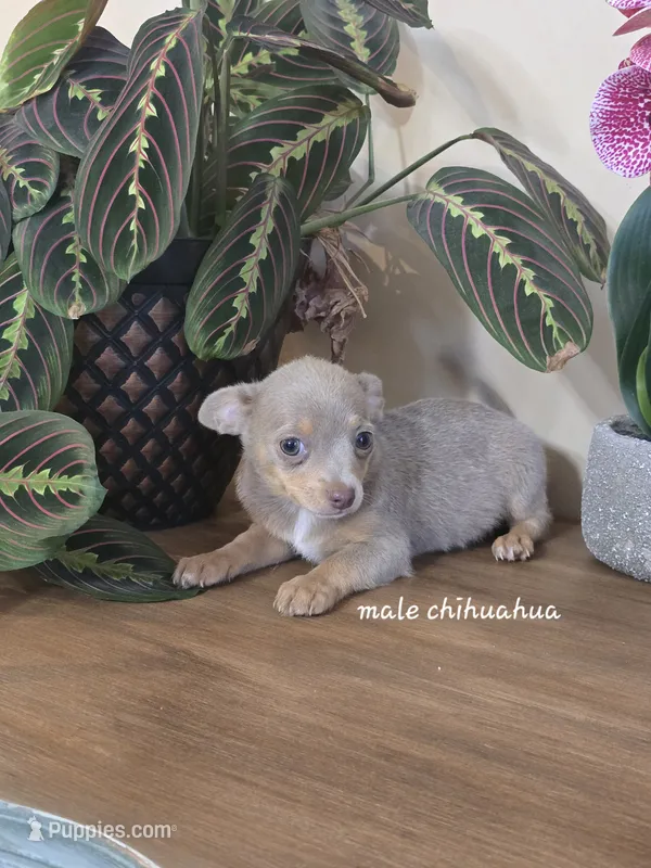 Blue – Chihuahua puppy for sale in Short Pump, VA