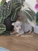 Blue, a male Chihuahua for sale in Short Pump, VA – 1 of 3