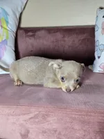 Peanut, a male Chihuahua for sale in Short Pump, VA – 2 of 3