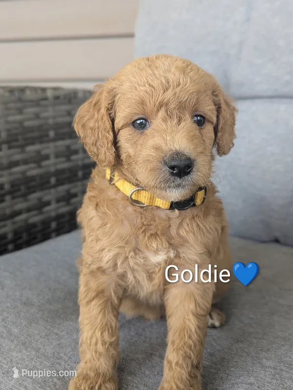 Goldie – Goldendoodle puppy for sale in Pickens, SC