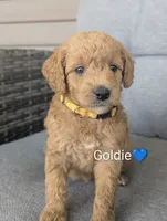 Goldie, a male Goldendoodle for sale in Pickens, SC – 1 of 2