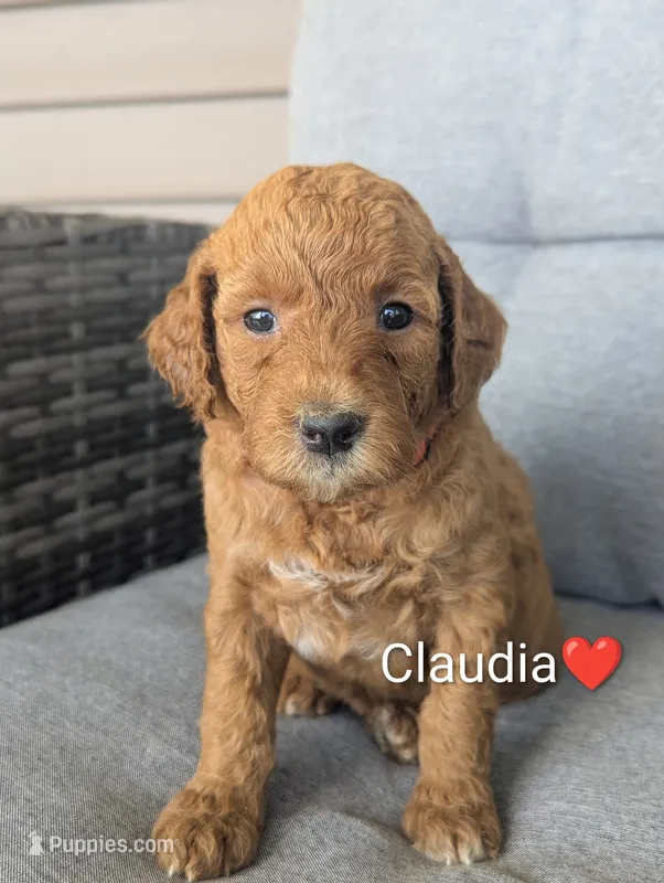 Claudia – Goldendoodle puppy for sale in Pickens, SC