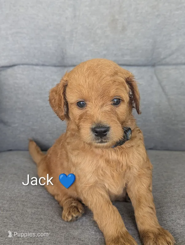 Jack – Goldendoodle puppy for sale in Pickens, SC