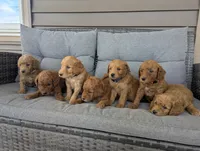 Lousia, a female Goldendoodle for sale in Pickens, SC – 2 of 2