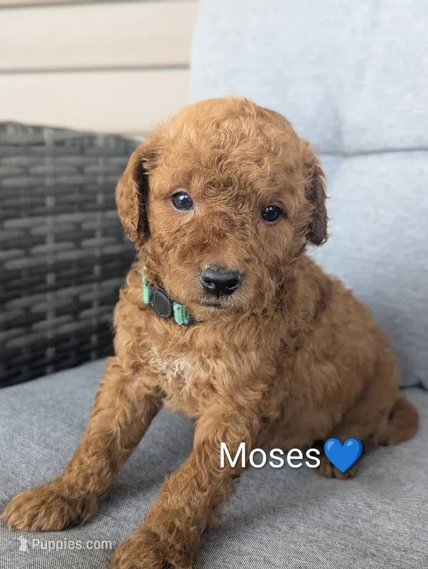 Moses – Goldendoodle puppy for sale in Pickens, SC