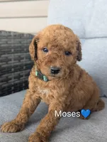Moses, a male Goldendoodle for sale in Pickens, SC – 1 of 2
