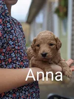 Anna, a female Goldendoodle for sale in Pickens, SC – Photo 2 of 6