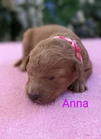 Anna, a female Goldendoodle for sale in Pickens, SC – Photo 4 of 6