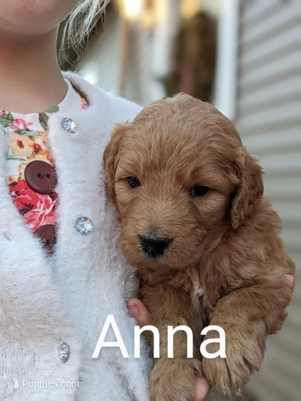 Anna, a female Goldendoodle for sale in Pickens, SC – Photo 1 of 6
