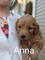 Anna, a female Goldendoodle for sale in Pickens, SC – Photo 1 of 6