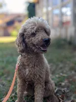 Anna, a female Goldendoodle for sale in Pickens, SC – Photo 6 of 6