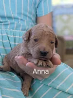 Anna, a female Goldendoodle for sale in Pickens, SC – Photo 5 of 6