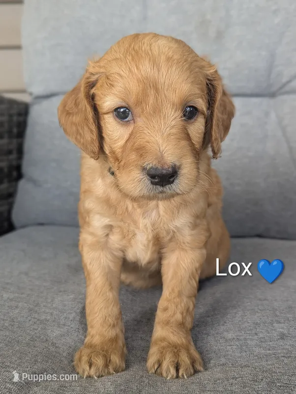 Lox – Goldendoodle puppy for sale in Pickens, SC