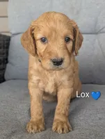 Lox, a male Goldendoodle for sale in Pickens, SC – 1 of 2