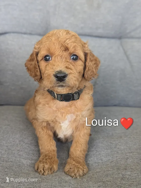 Lousia – Goldendoodle puppy for sale in Pickens, SC