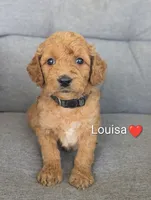 Lousia, a female Goldendoodle for sale in Pickens, SC – 1 of 2