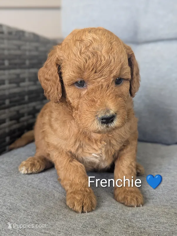 Frenchie – Goldendoodle puppy for sale in Pickens, SC