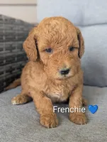 Frenchie, a male Goldendoodle for sale in Pickens, SC – 1 of 2