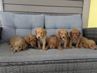 Frenchie, a male Goldendoodle for sale in Pickens, SC – 2 of 2