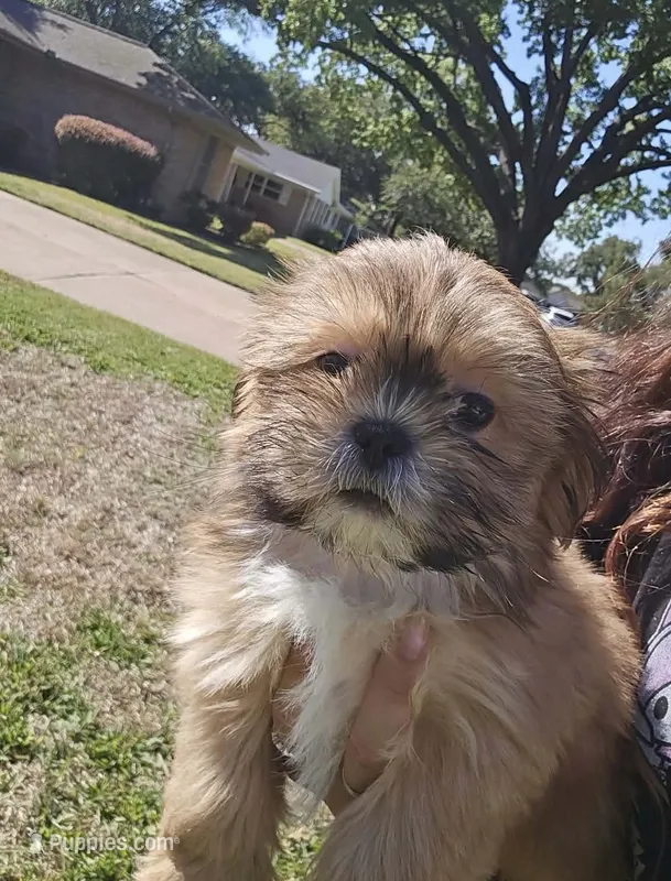 Loki 💙 – Shih Tzu puppy for sale in Grand Prairie, TX
